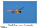 Ruddy darter Sympetrum sanguineum